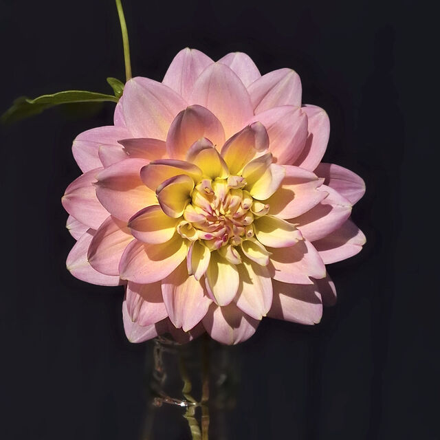 Rosemary Webb